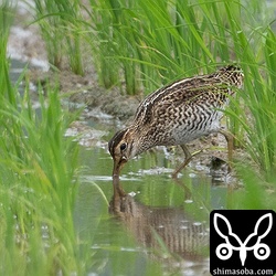 ハリオシギ幼鳥。5個体目のハリオシギ。