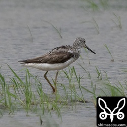 アオアシシギ夏羽から冬羽へ。