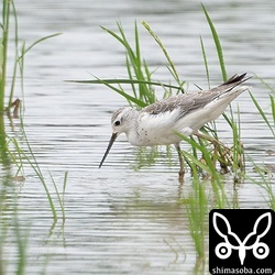 コアオアシシギ冬羽。