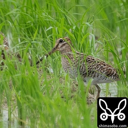 こちらもハリオシギ幼鳥。順調に見つかります。^^