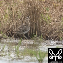 めちゃくちゃ遠いですがハリオシギの成鳥。