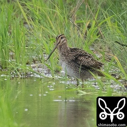 チュウジシギ幼鳥。