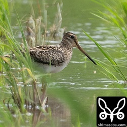 チュウジシギ成鳥。肩羽や三列風切などは換羽が進んでいます。