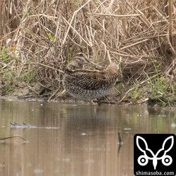 またまたチュウジシギ幼鳥。