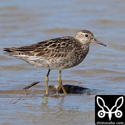 今季初のウズラシギ。肩羽に冬羽が2枚ほどでています。