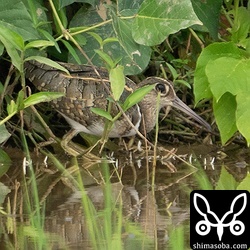 タマシギの親子。ヒナも2羽いましたが、警戒して親鳥の下に潜り込んで見えません。