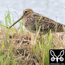 畔で休んでいたハリオシギ成鳥。肩羽は冬羽に換羽済み。三列風切は1枚だけ新羽が見えています。