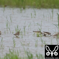 今季初のトウネン幼鳥は成鳥とともに10羽の群れ。