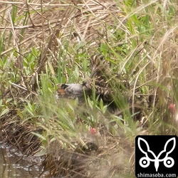 こちらもチュウジシギ幼鳥。