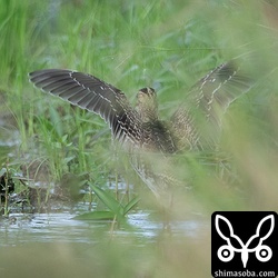 こちらも上と同個体。換羽はまったく進んでいないフレッシュな幼羽が美しい個体です。