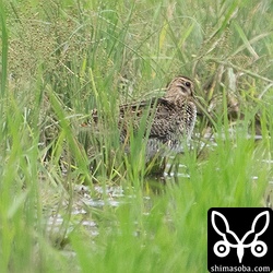 2個体目のハリオシギ幼鳥。