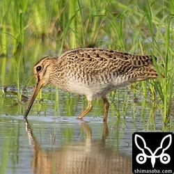 初日、一番近かったハリオシギ。幼鳥です。群れの中でも特に小型でかわいらしい個体でした。兄弟かと思うような、そっくりな個体がもう一羽いました。