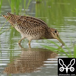 初日、最後の個体で10羽目のハリオシギとなりました。この後、わが家で交流を兼ねたバーベキューがあるので午後6時で観察は終了となりました。