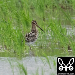 遠くにチュウジシギ幼鳥。個体数はチュウジシギのが多いですが、ハリオシギ探してどうしても後回しになりますので、写真は少しだけ…。^^;
