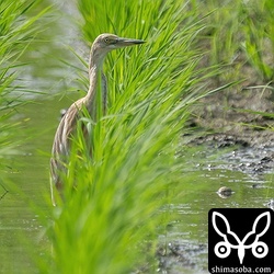 こちらは今季4羽目となるジャワアカガシラサギ。