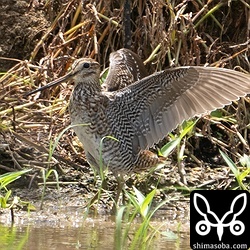 上と同個体。初列の換羽はまったくなし。