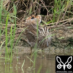 こちらも上と同個体。バンの接近に警戒して尾羽を思いっきり見せてくれました。ハリオシギの尾羽の外側はここまで開いてやっと見えますね。通常の羽繕いだと見えないことが「ハリオシギの可能性」みたいな感じです…。^^;