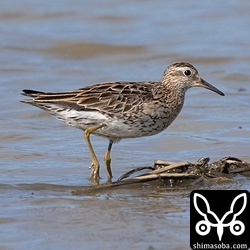 上の個体と一緒にいたウズラシギ。こちらも数枚の冬羽が出ています。
