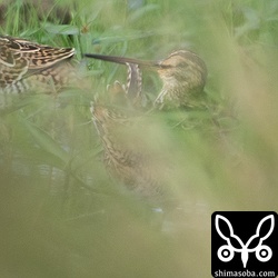 上と同個体。この日は、ほとんどの個体が餌取りに夢中で、なかなか羽繕いをしませんでしたが、なんとか尾羽が見えました。