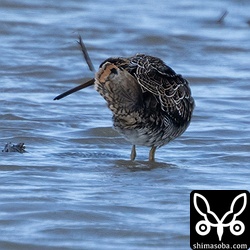 チュウジシギの尾羽は普通の羽繕いでも見やすいです。最終日は、帰りの飛行機の関係で午後4時すぎまでの観察。ジシギは、この個体で終了しました。