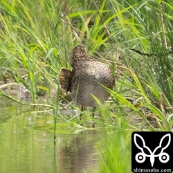 チュウジシギ幼鳥の羽繕い。