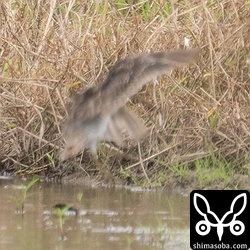 上と同個体。ボケボケの写真ですが、初列の換羽状況がなんとか見えます。初列風切は外側に2~3枚の旧雨を残して換羽済みのようです。