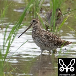 ハリオシギ幼鳥。肩羽が脱落している?