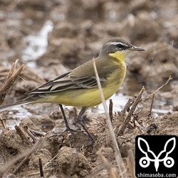 マミジロツメナガセキレイ成鳥オスの冬羽。