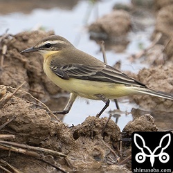 マミジロツメナガセキレイ成鳥メスの冬羽。