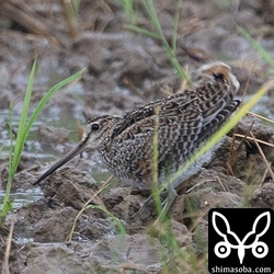 こちらもチュウジシギ幼鳥。