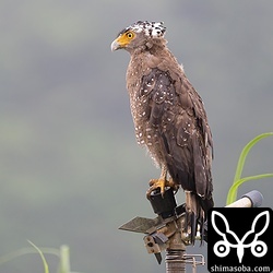 こちらはスプリンクラーから獲物探し。