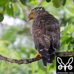 カンムリワシ成鳥。田んぼが見晴らせる防風林から獲物を狙っていました。