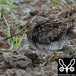 チュウジシギ成鳥。冬羽へ換羽中。