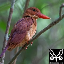 初列風切はまだ旧羽のようです。ここでサスペンドして渡るんでしょうか?