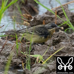 シベリアツメナガセキレイかと思ったらマミジロツメナガセキレイだった…。雨に濡れて眉斑が消えていただけだった…。