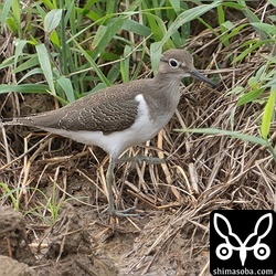 イソシギ幼鳥。