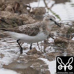 トウネン成鳥。冬羽へ移行中。