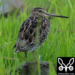 チュウジシギ成鳥。肩羽は冬羽に変わっています。3列は一部、脱落していますね。