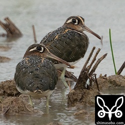 2羽ともタマシギのメス第1回冬羽。