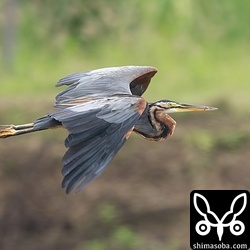 ツメナガセキレイを見てたらムラサキサギ成鳥が飛んできた。