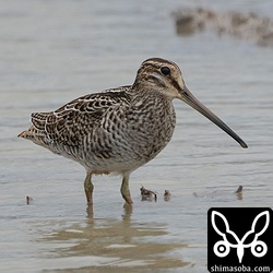 チュウジシギ幼鳥。