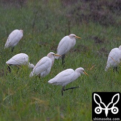 200羽ほどの群れで飛来したアマサギ。