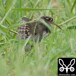 こちらもタマシギのメス第1回冬羽。