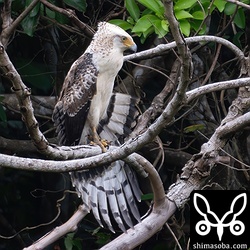 カンムリワシ幼鳥の伸び。そのうがパンパンなので餌をしっかり食った後のようです。