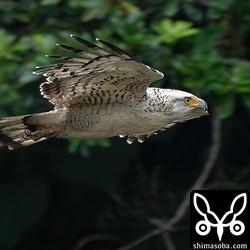 遠かったので1200mmのレンズにカメラ内クロップで撮影。さらに写真をトリミングしているので2700mm相当です。