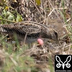 ハリオシギ幼鳥。この個体、なんだか換羽の進捗が早すぎる…。