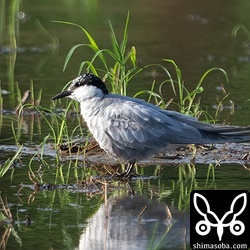 クロハラアジサシ夏羽から冬羽へ。