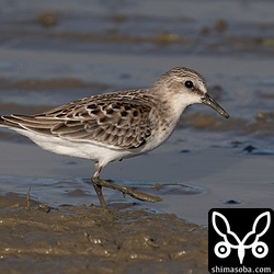 トウネン幼鳥。十数羽が滞在。