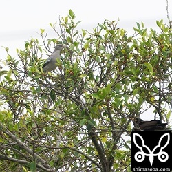 今季初のカラムクドリ。右下はインドハッカ。