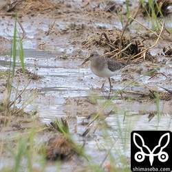 オジロトウネン幼鳥。田んぼの一番奥にいて遠かった…。